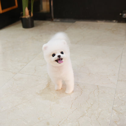Pomeranian - Milo (Male) $2700
