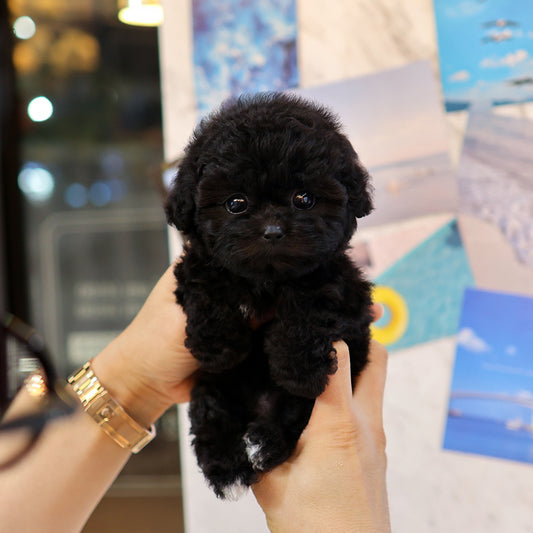 Poodle - Yeoul (Female) $4000