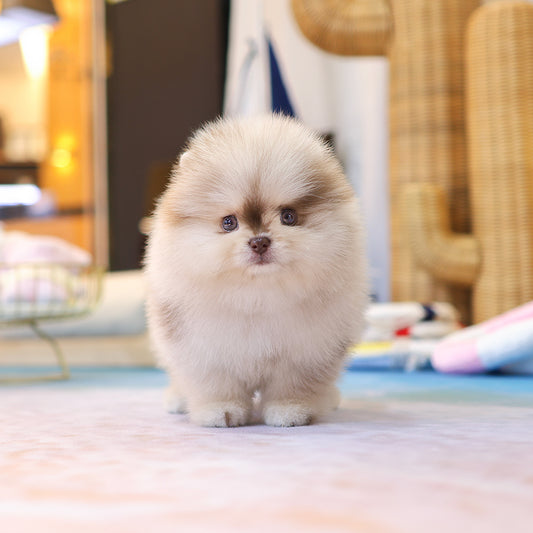 Pomeranian - Koa (Female) $6000