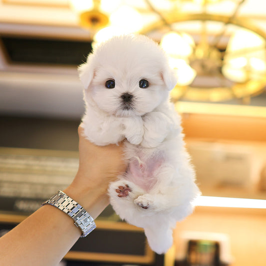 Maltese - Gyeongdan (Male)