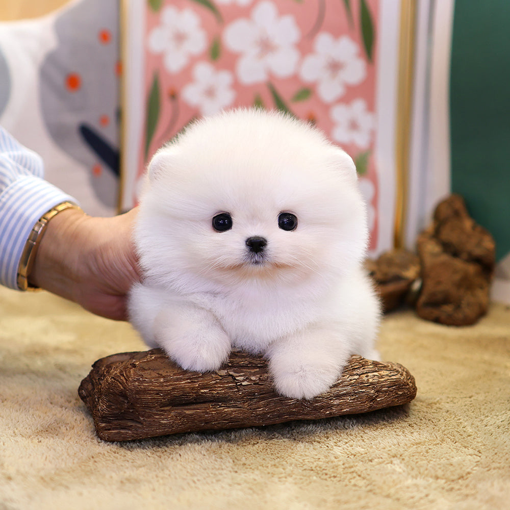 Pomeranian - Ppiyong (Female) $2500