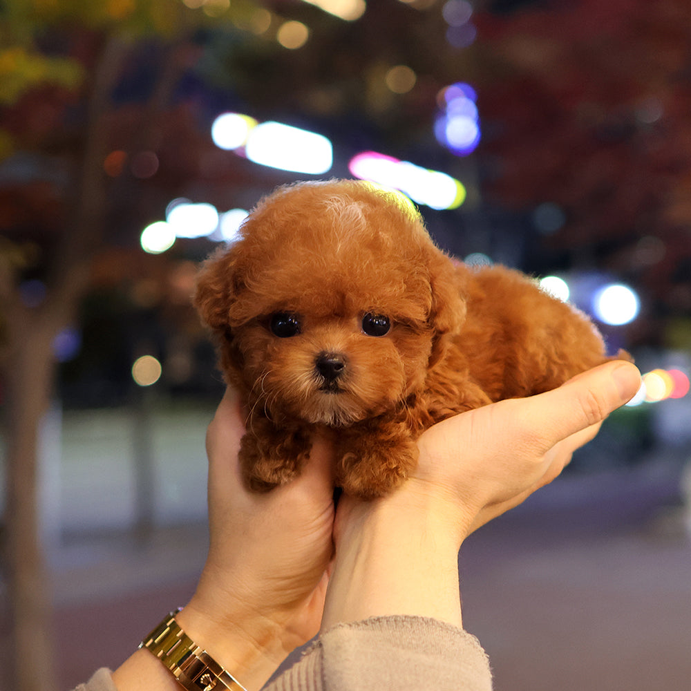 Poodle - Jipeu (Female) $3400