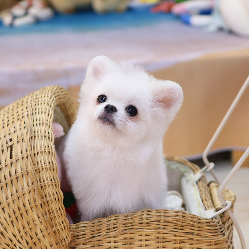 Pomeranian - Ssalbong (Male) $2000