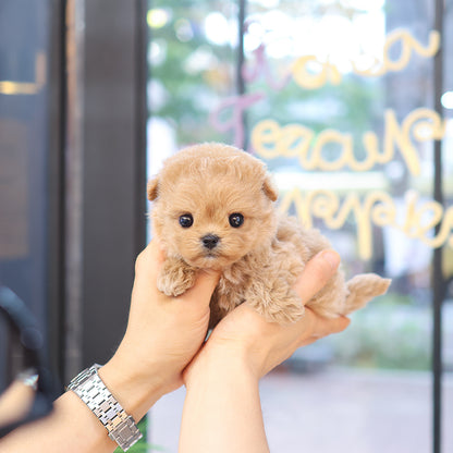 Maltipoo - Kkuang (Female)