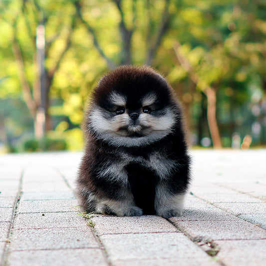 Pomeranian - Chai (Female) $4500