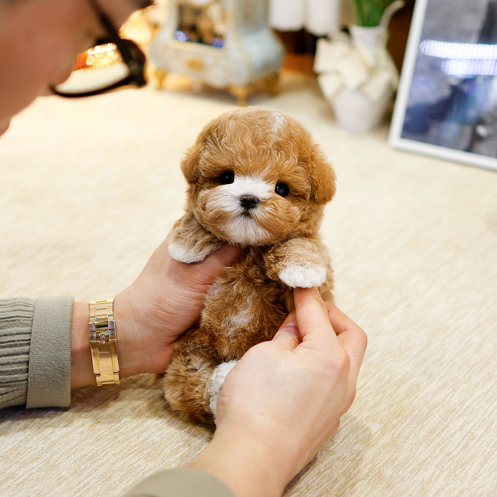 Maltipoo  - Dungdung (Male) $2600