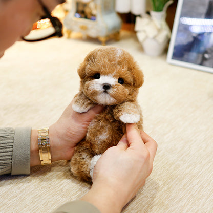 Maltipoo  - Dungdung (Male) $2600