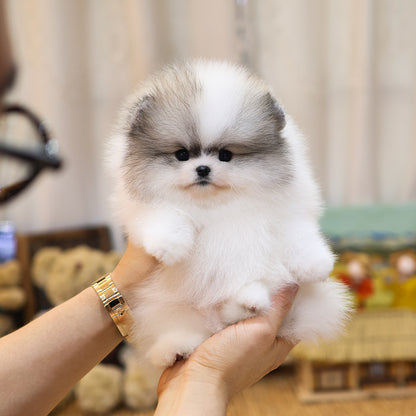 Pomeranian - Pudung (Male) $4500