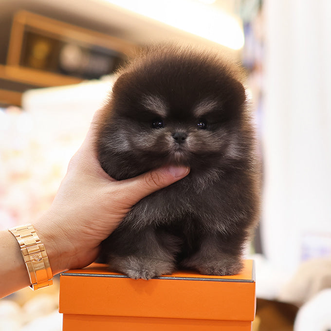 Pomeranian - Jaba (Male)