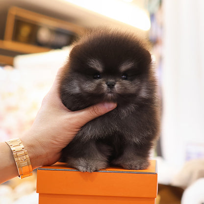 Pomeranian - Jaba (Male)