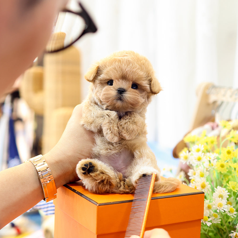 Maltipoo - Sundubu (Female) $3200