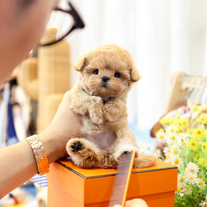 Maltipoo - Sundubu (Female) $3200