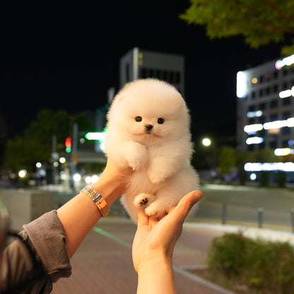 Pomeranian - Pposong (Male) $2400