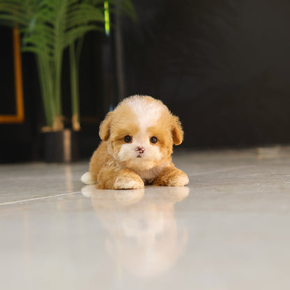Poodle - Kkuri (Male) $5200