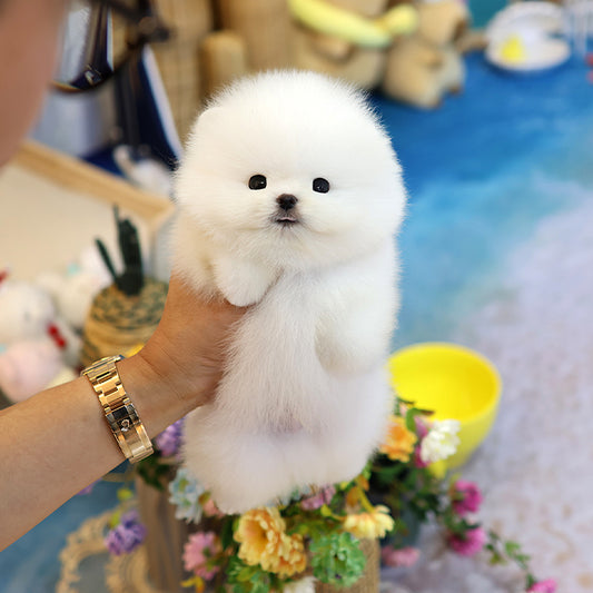 Pomeranian - Saeu (Male)