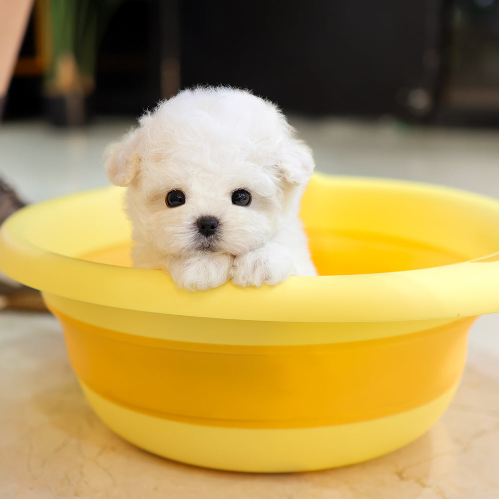 Bichinfrise - Aro (Female) $3800