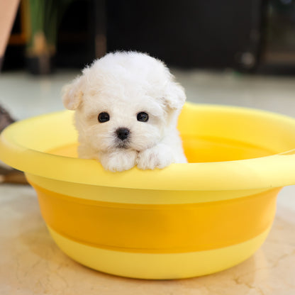 Bichinfrise - Aro (Female) $3800
