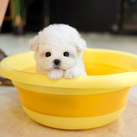 Bichinfrise - Aro (Female) $3800