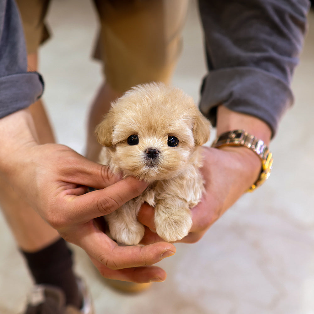 Maltipoo - Rapi (Female) $4000