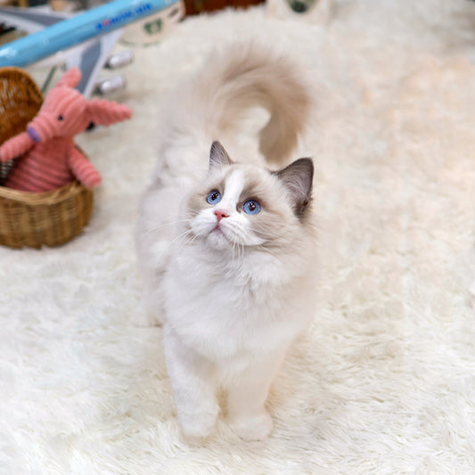 Ragdoll - Tokkaeng (Female)