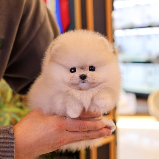 Pomeranian - Kiwi (Female) $2400