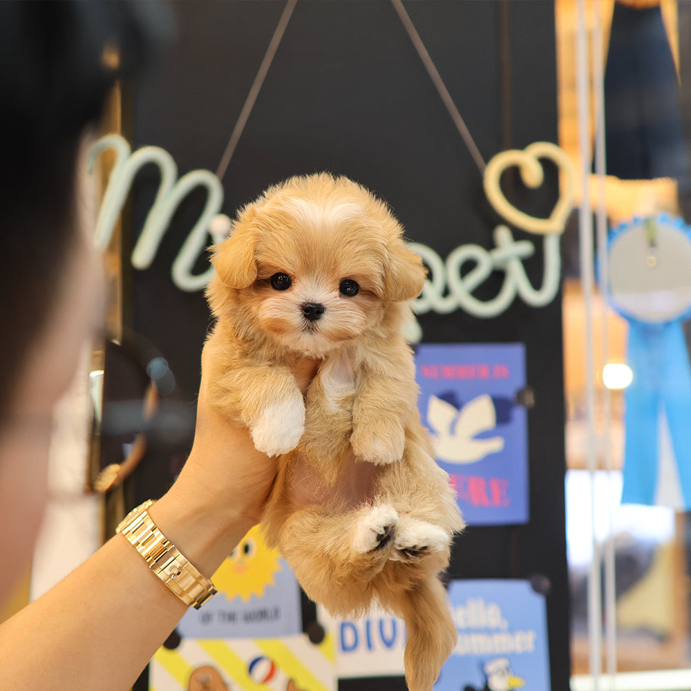 Maltipoo - Nanhwa (Female) $3200