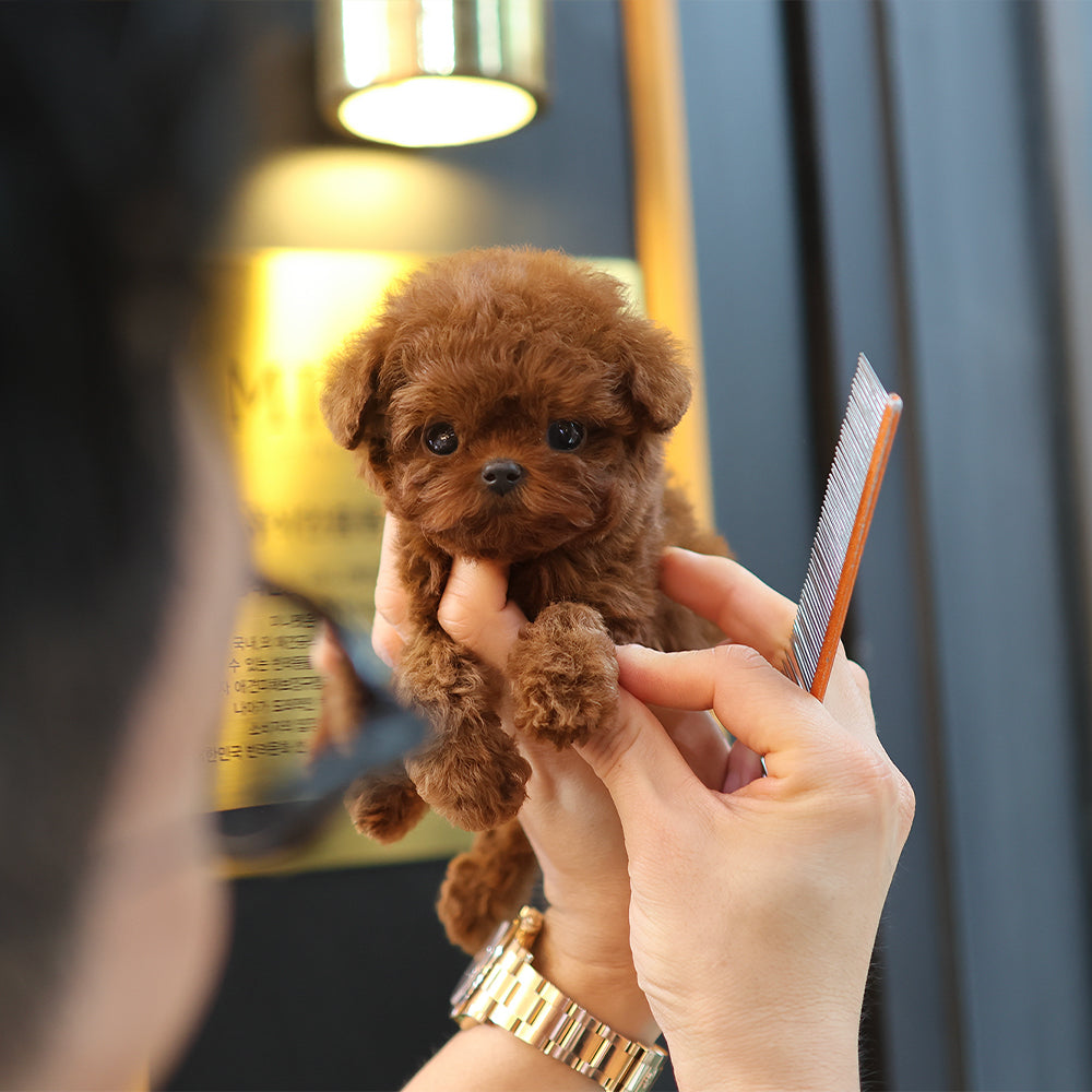 Poodle - Jjojjo (Female) $6300
