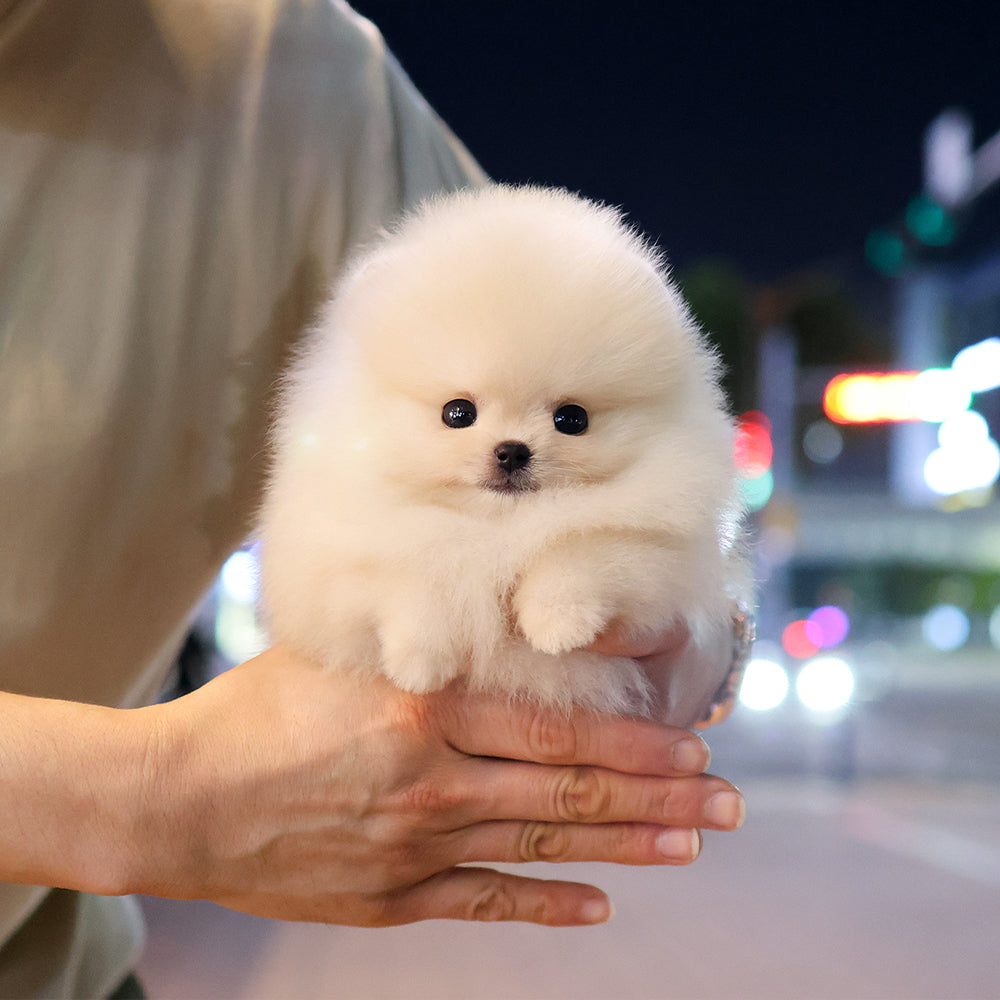 Pomeranian - Saerom (Female) $2400