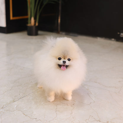 Pomeranian - Miwoo (Female) $9400