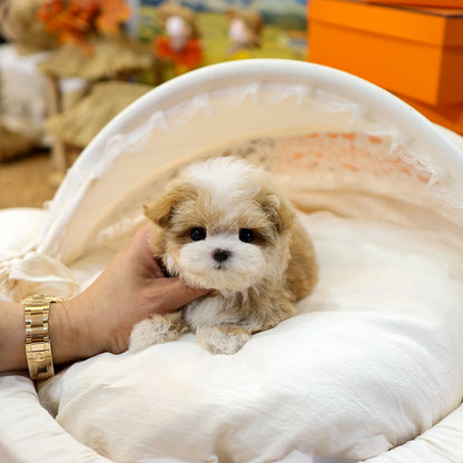 Maltipoo - Ria (Female) $4200