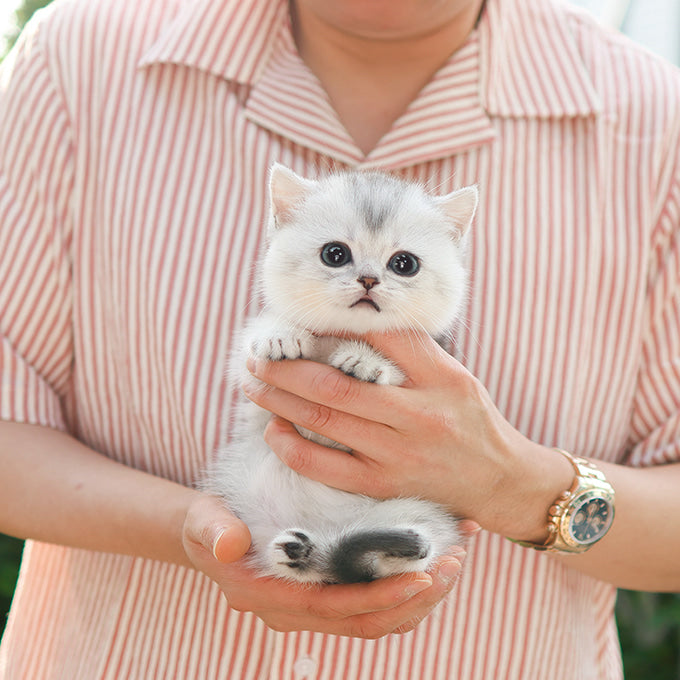 Munchkin - Ruki (Female)