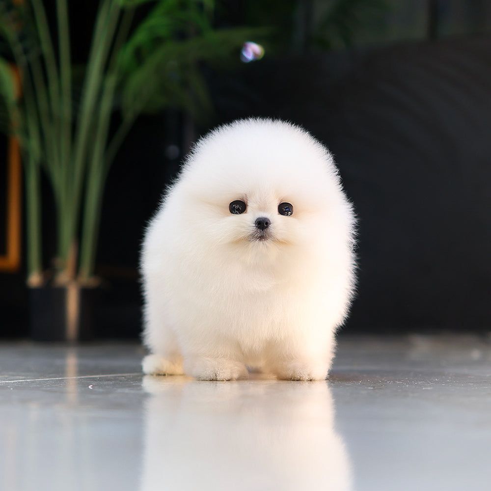 Pomeranian - Aong (Female) $5200