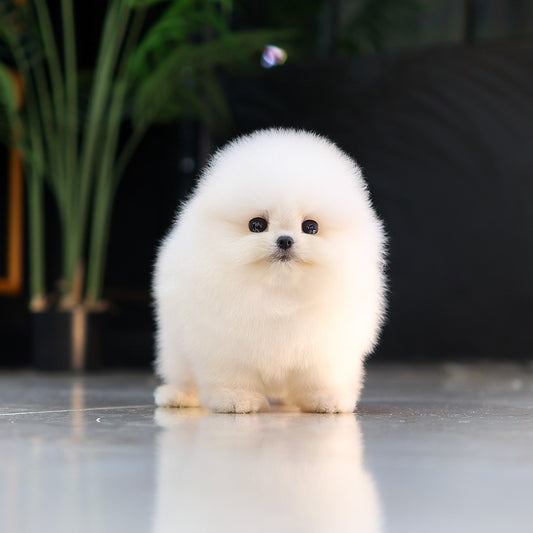 Pomeranian - Aong (Female) $5200