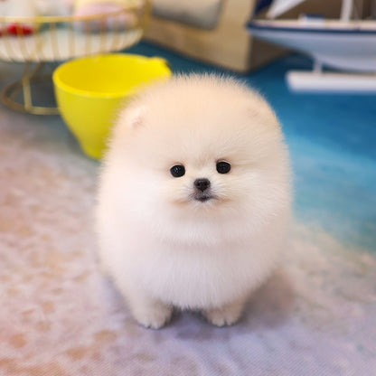 Pomeranian - Yeondu (Male) $2200
