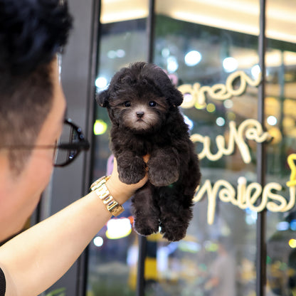 Poodle - Kkomdol (Male) $5400