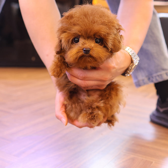Poodle - Ttuji (Male)