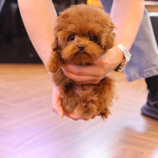 Poodle - Ttuji (Male)