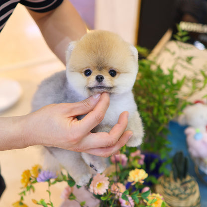 Pomeranian - Lubong (Male) $2300