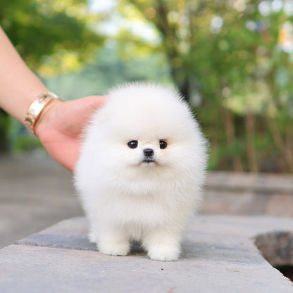 Pomeranian - Titi (Female) $5400