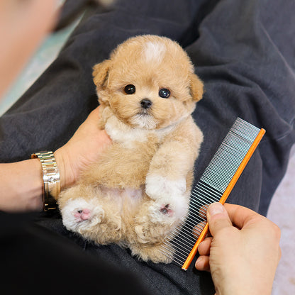 Poodle - Hazel (Male) $3500