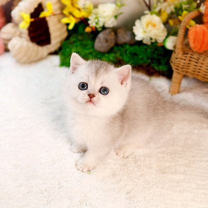 Munchkin - Haeri (Male)