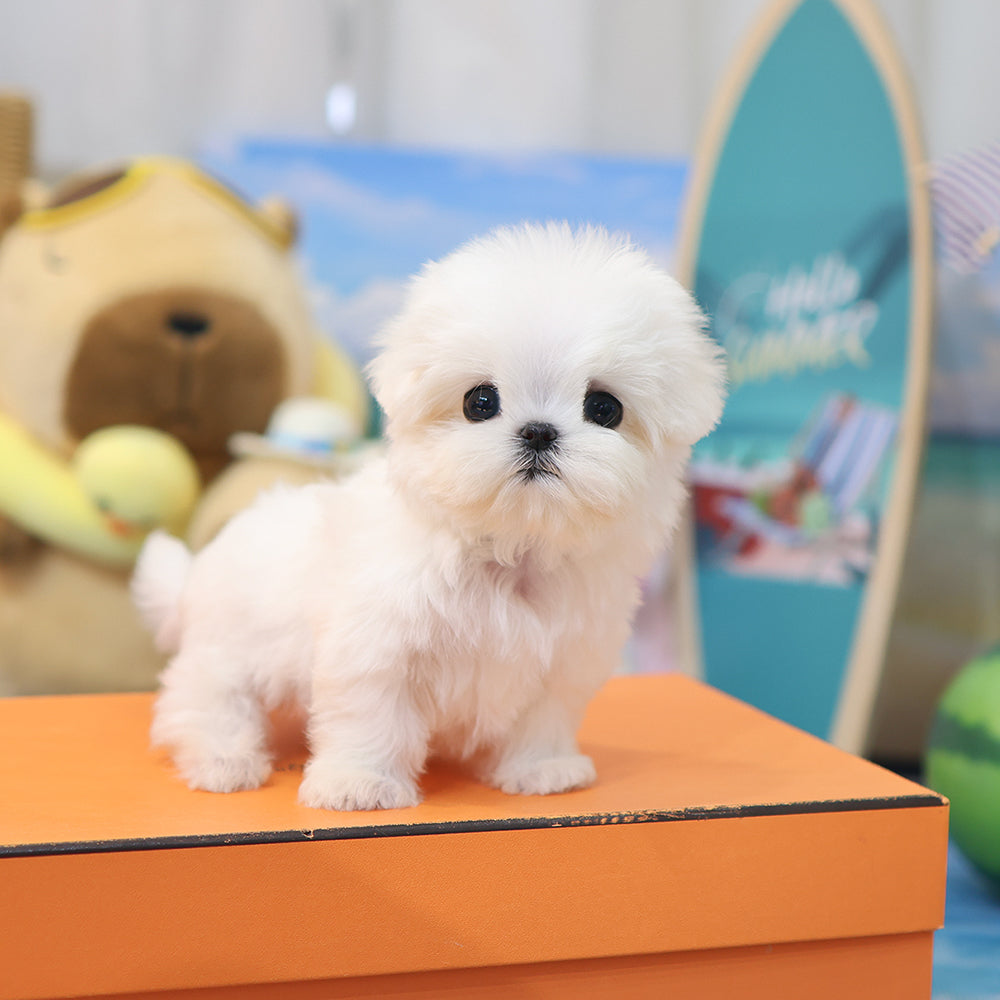 Maltese - Wini (Female) $4000