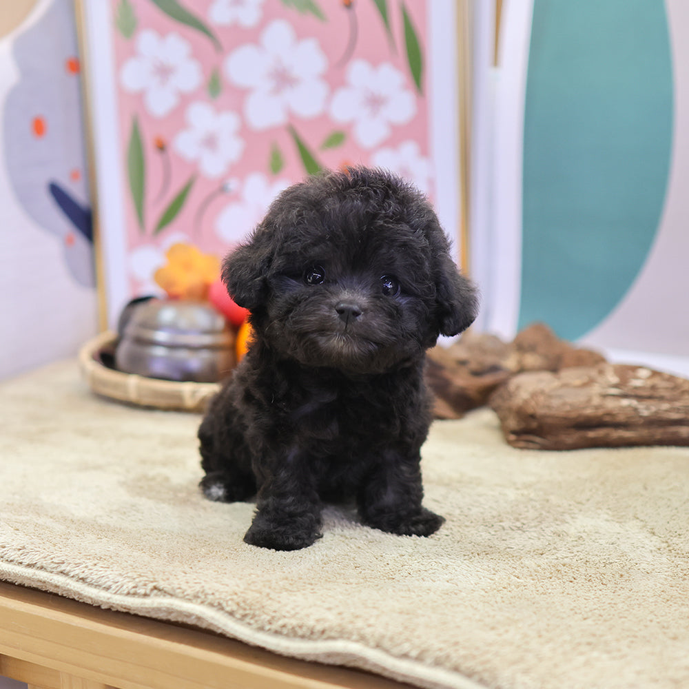 Poodle - Luna (Male) $3000