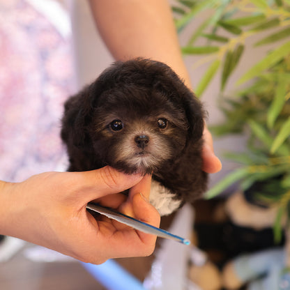 Poodle - Aki (Male) $3400