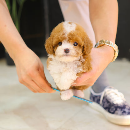 Poodle - Kao (Male)