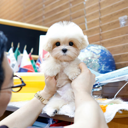 Maltipoo - Ppotu (Male) $2200