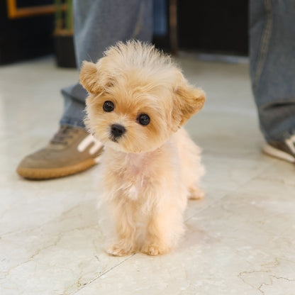 Maltipoo - Ppoppo (Female) $2000