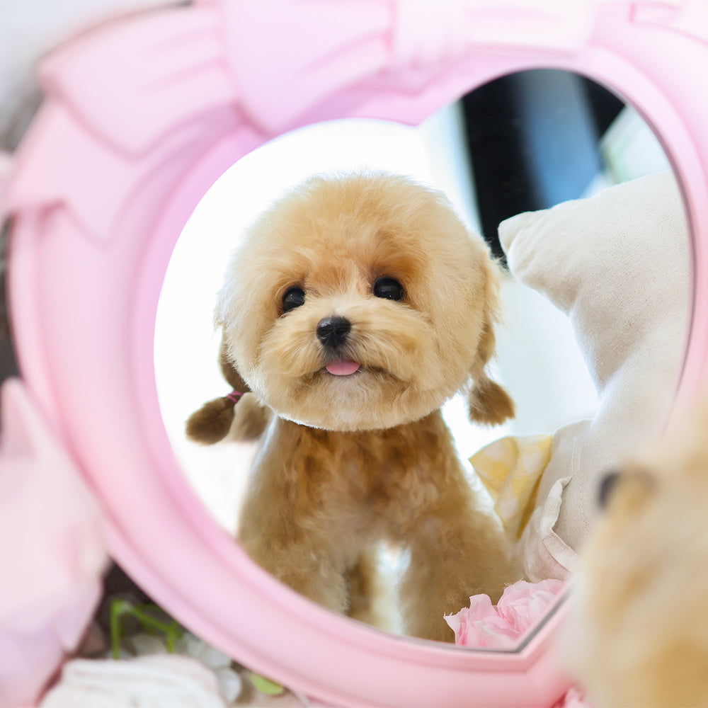 Poodle - Pongki (Female) $3000