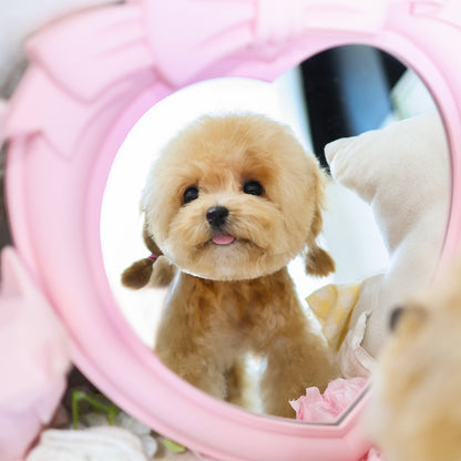 Poodle - Pongki (Female) $3000