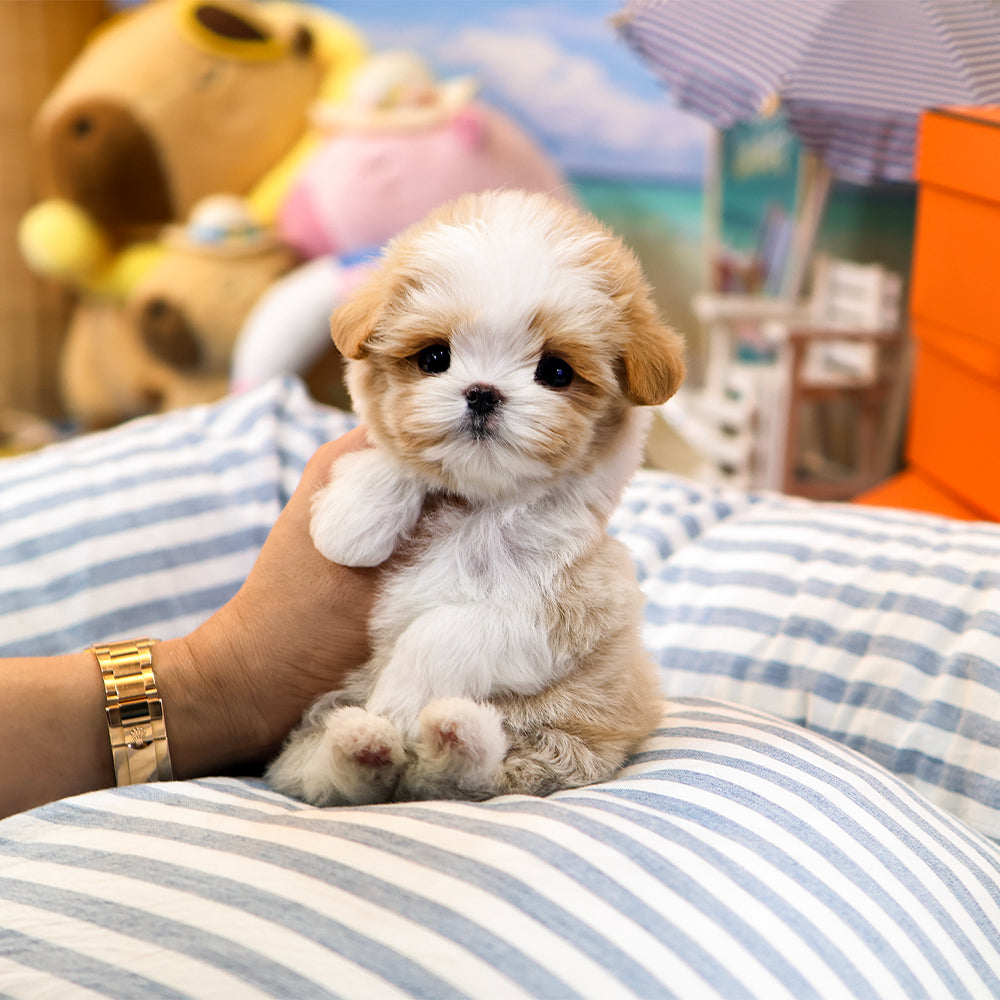 Maltipoo - Geti (Male) $4200